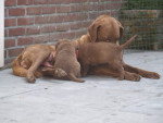 4 weken oud